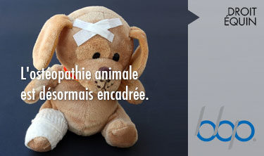 Ostéopathie animale désormais encadrée