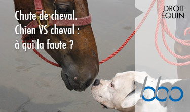 Chute de cheval . Chien VS cheval : à qui la faute ?