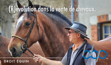 évolution dans la vente des chevaux, BBP Avocats, expert en droit équin